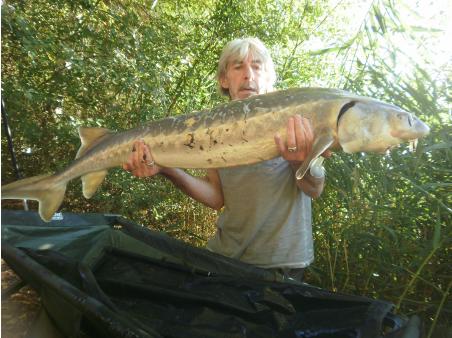 esturgeon citron
Date : 6/09/2016
Lieu : privé/45
Poids : 18kg
Appâts utilisés : martin sb