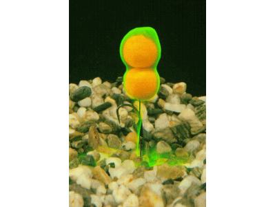 Ecto-Plasm Jour Vision Baits en vente sur procarpe.com