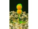 articles-peche-carpe-marque Ecto-Plasm Jour Vision Baits