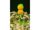 articles-peche-carpe-marque Ecto-Plasm Nuit Vision Baits