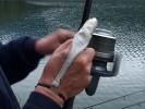 accessoires-amorcage Protection Doigt en cuir grande taille Big Carp
